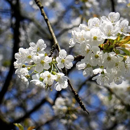 Bed And Breakfast Millingen Aan De Rijn * Millingen aan de Rijn