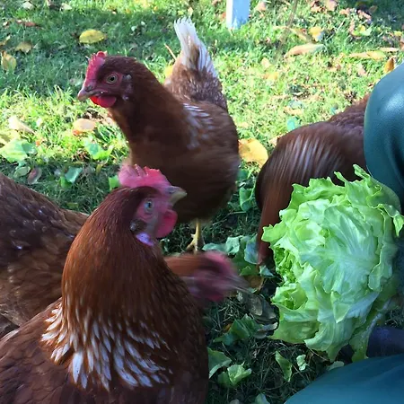 Bed And Breakfast Millingen Aan De Rijn