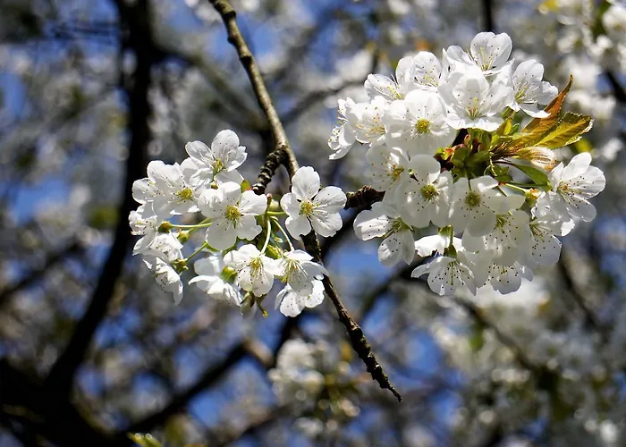 Bed And Breakfast Millingen Aan De Rijn * Millingen aan de Rijn